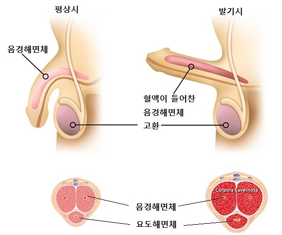 명동 준비뇨기과/중구 을지로 명동 준비뇨기과/중구 을지로