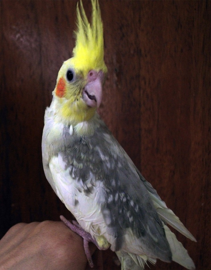 앵무 왕관 “새는 키우기