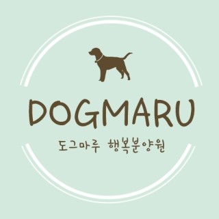 서울 고양이무료분양 도그마루