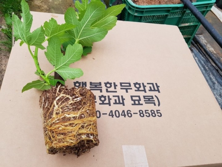무화과묘목 무화과묘목