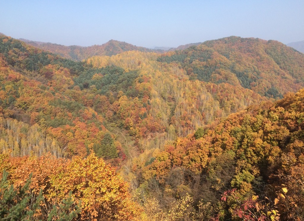 오토캠핑장 및 펜션의 오늘-자작나무 펜션캠핑장