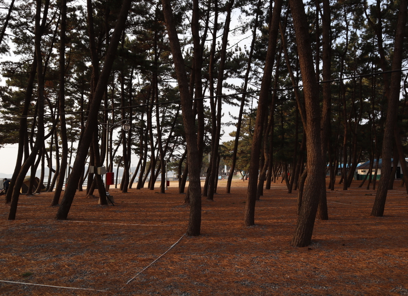 캠핑장소개-몽산포오토캠핑장 2구역