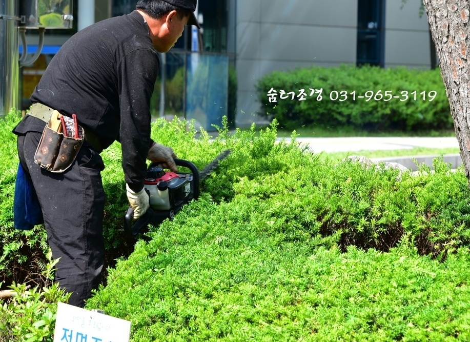조경관리/정원관리/제초작업-조경공사 수목관리 조경업체