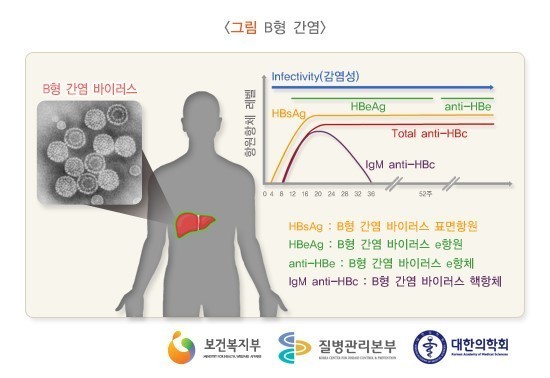 B형 간염의 증상, 전염, 항체 검사, 보균자의 의미는?