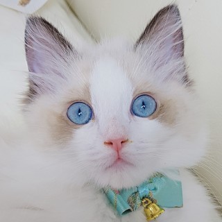 랙돌 캐터리 파이널돌 랙돌 캐터리 파이널돌
