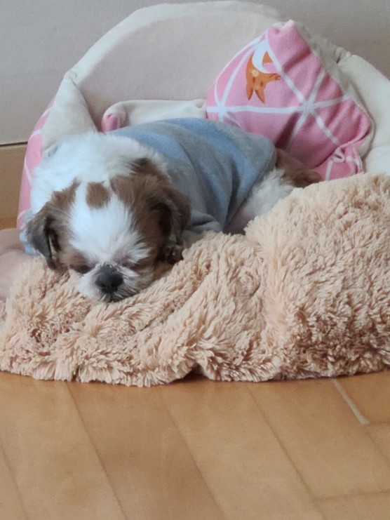 울퍼 이미지