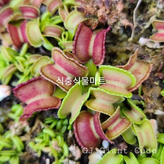 식충식물마트 식충식물마트