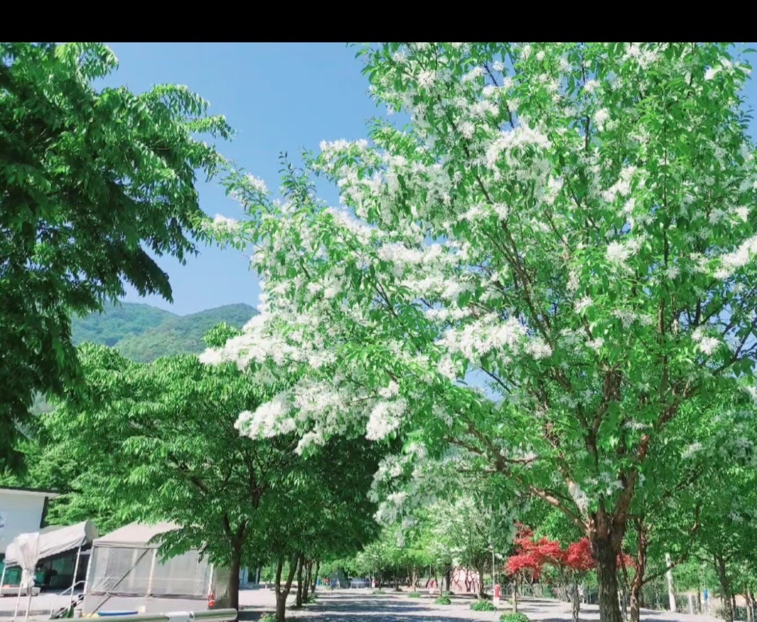 갤러리-한스빌리지 캠핑장